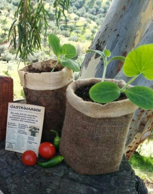 En pocos días veremos como la planta ya ha germinado, entonces podremos ponerla en un macetero sin necesidad de sacarla del saco.